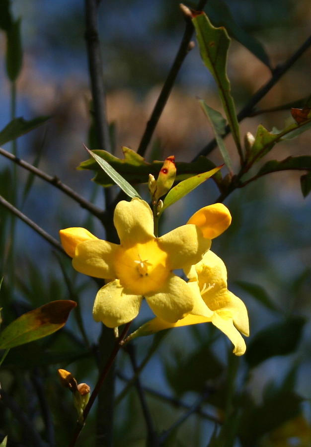 Flower Photograph - Yellow Jasmine by Cathy Harper