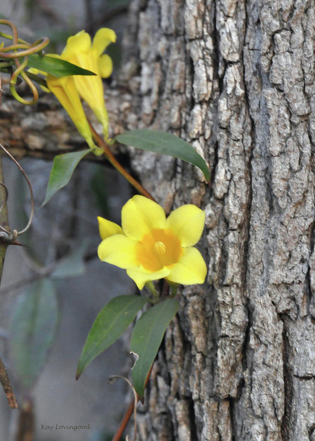 Yellow Jasmine Photograph by Kay Lovingood