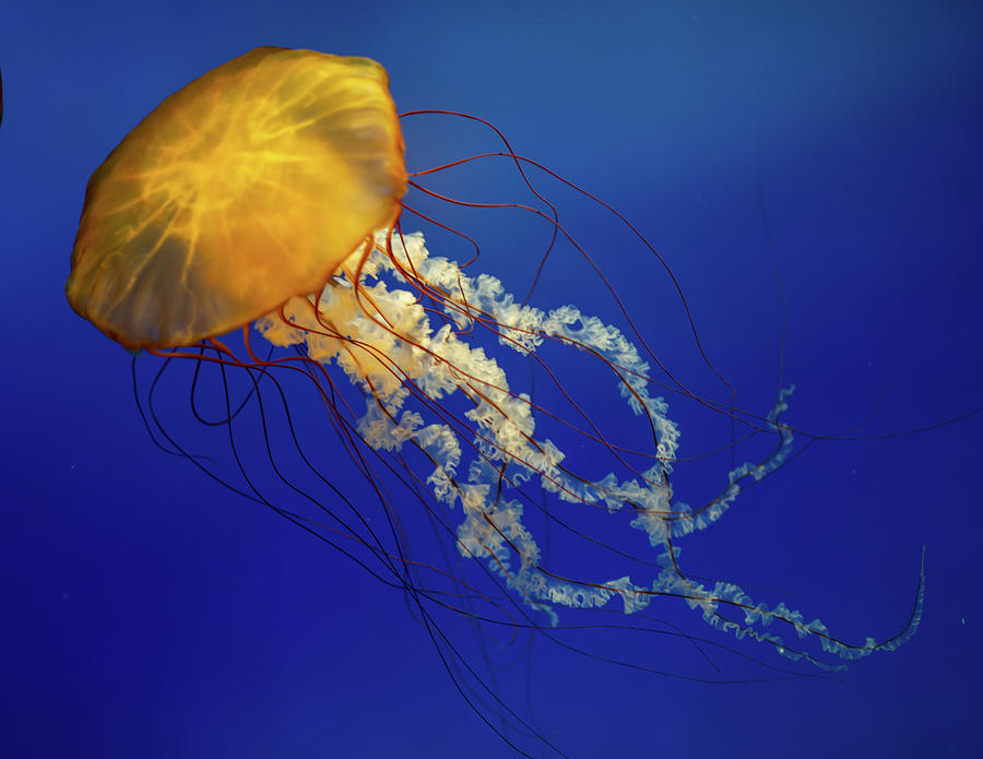 Yellow Jellyfish 3 by Steve Seeger