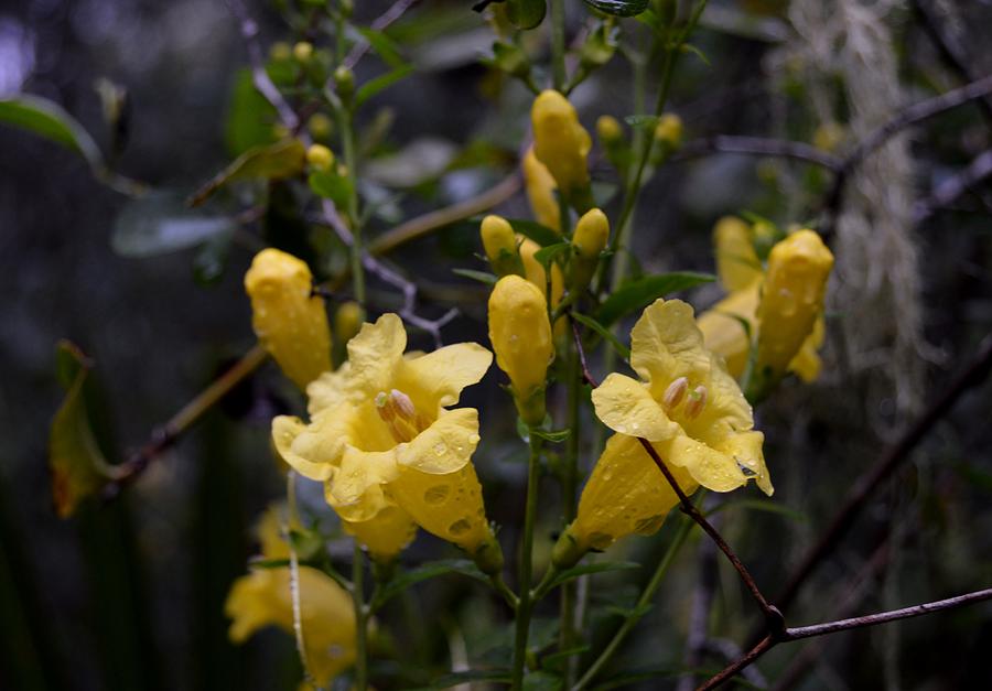 Yellow Jessamine With Raindrops Photograph by Warren Thompson