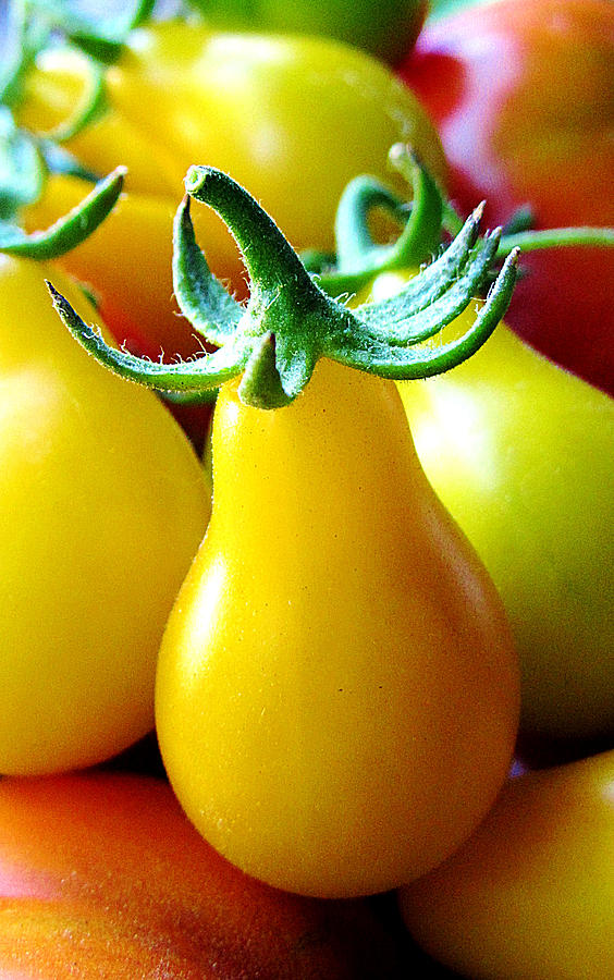 Tomato Photograph - Yellow by Jidapa Berczik