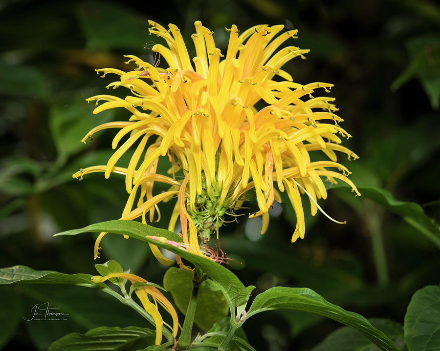 Yellow Justicia Photograph by Jim Thompson