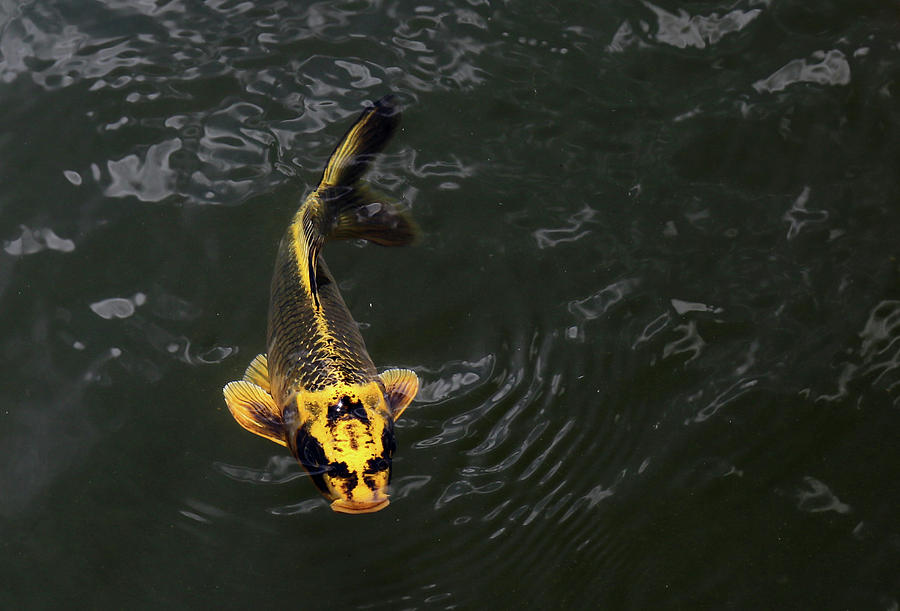 Yellow Koi 5 Photograph by Mary Bedy