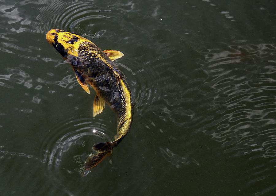 Yellow Koi 6 Photograph by Mary Bedy