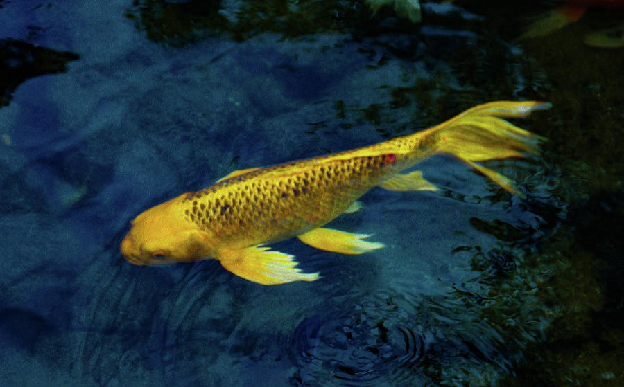 Yellow Koi Fish Photograph by Amy Sorvillo