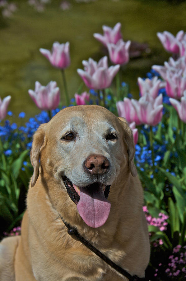 Yellow Lab and Tulips Photograph by Steven Lapkin