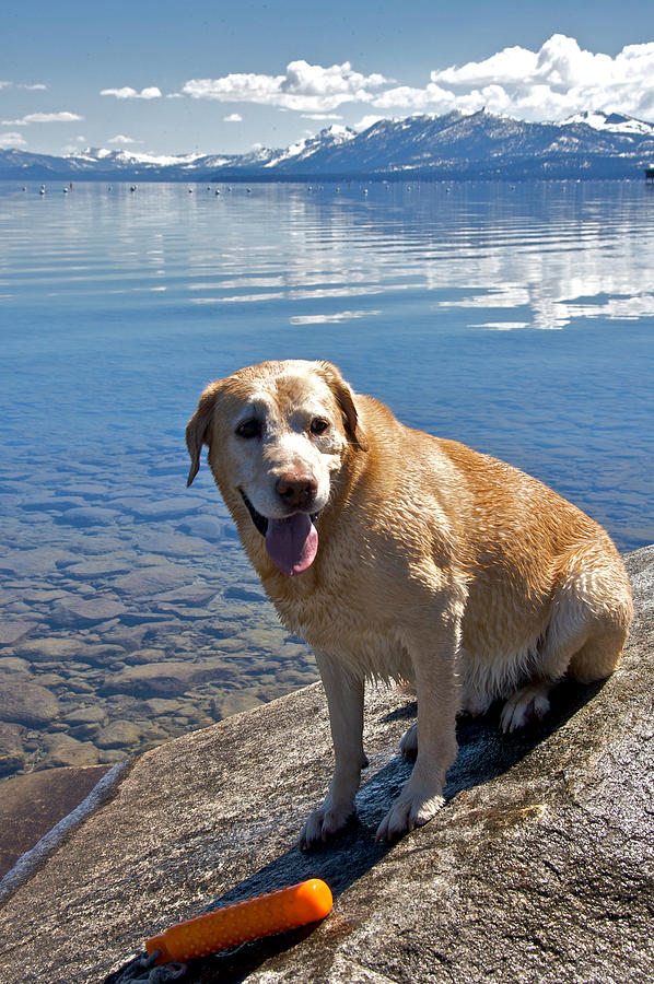 Yellow Lab at Tahoe Photograph by Steven Lapkin