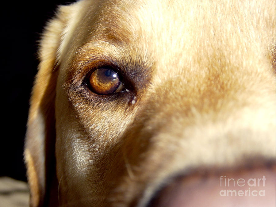 Yellow Labrador Retriever Eye Photograph by Jason Freedman
