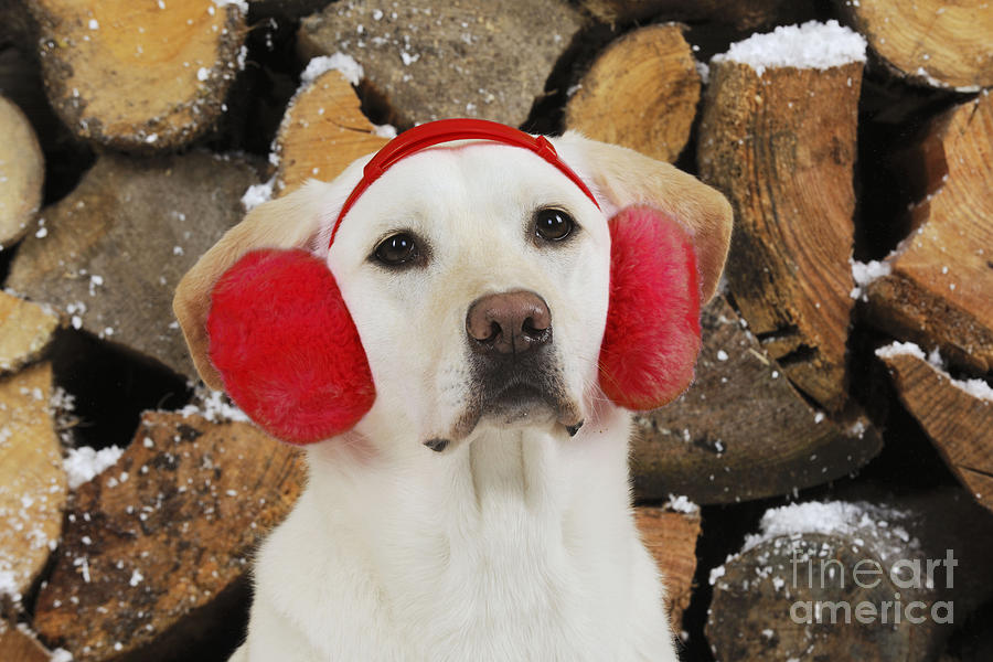 Christmas Photograph - Yellow Lab In Red Earmuffs by John Daniels