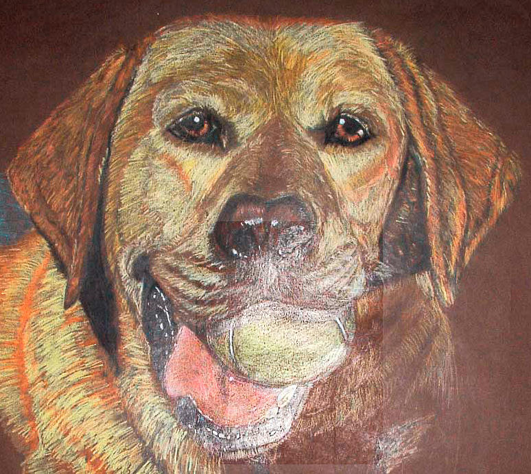 Yellow Lab Drawing by Ken Clark