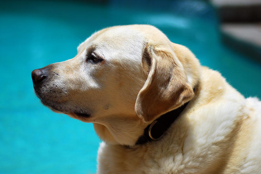 Yellow Lab Photograph by Larah McElroy
