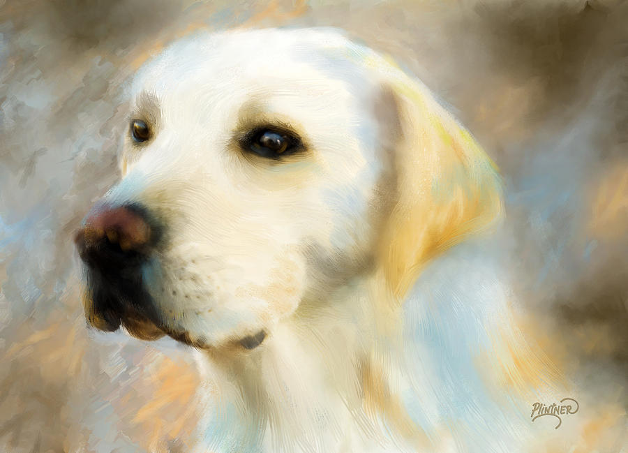 Yellow Lab Portrait Digital Art By Patricia Lintner