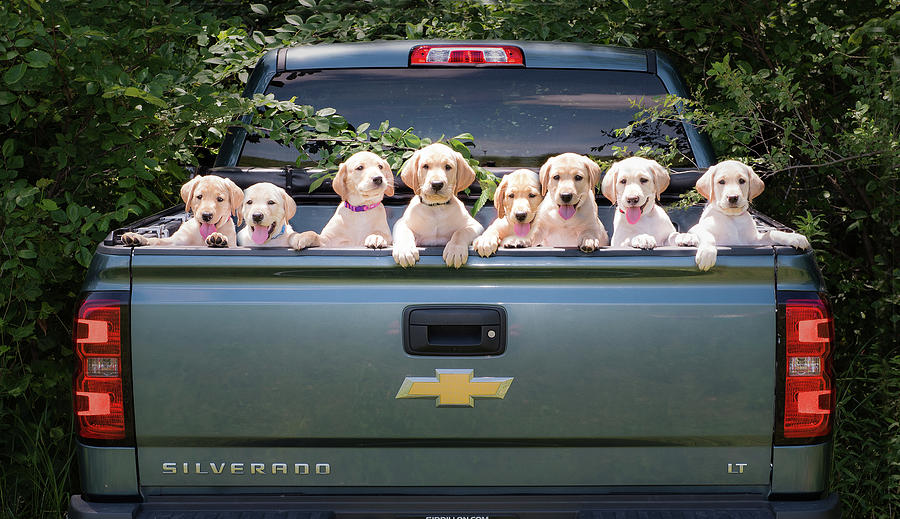 Yellow Lab puppies in a Truck Photograph by Marcie Fry | Fine Art America