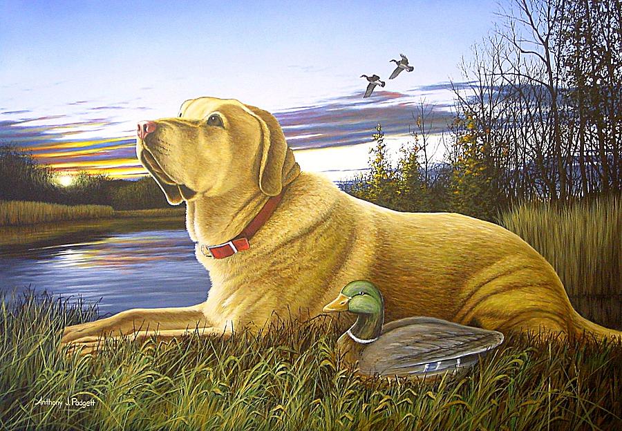 Yellow Lab with Decoy Painting by Anthony J Padgett