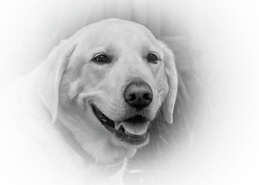 Yellow Labrador Photograph by Allin Sorenson