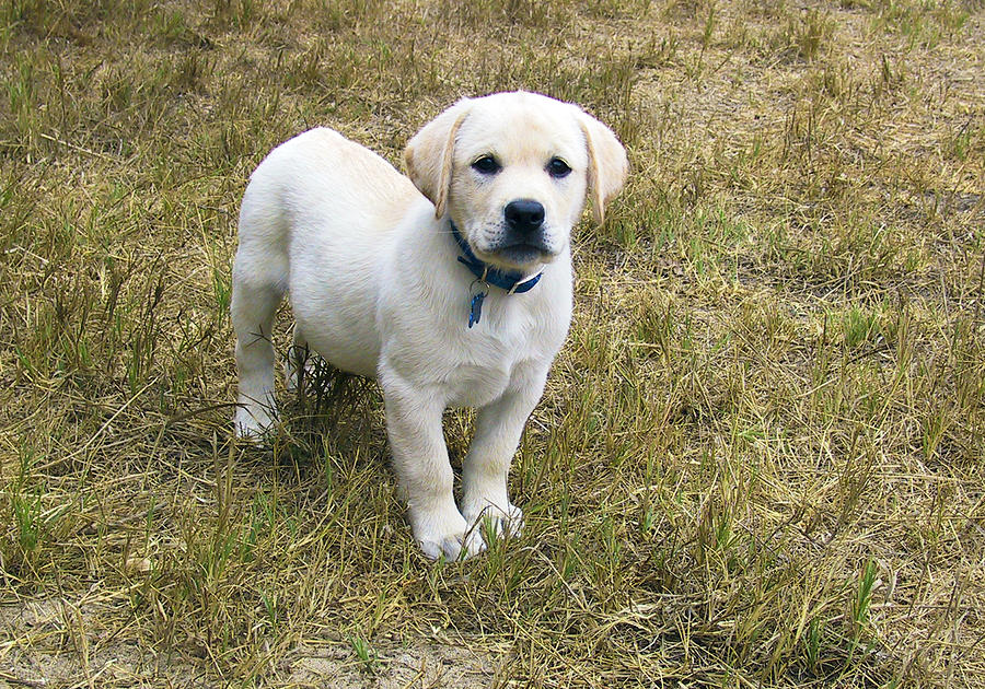 59 Best Photos Yellow Labrador Puppies Michigan : This is Henry, My Yellow Labrador puppy at 27 days old ...