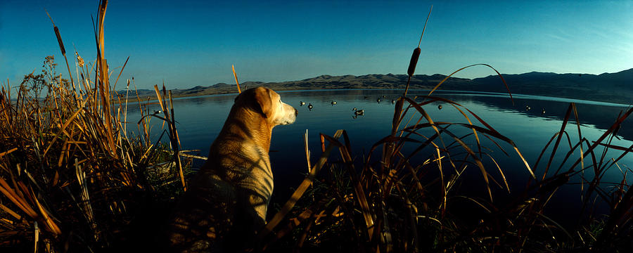 Duck Photograph - Yellow Labrador Retriever by Panoramic Images