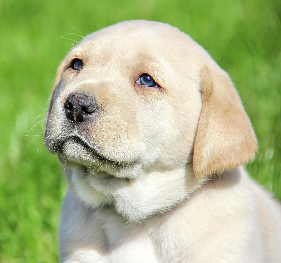 Yellow Labrador Retriever Puppy Gaze Photograph by Jennie Marie Schell