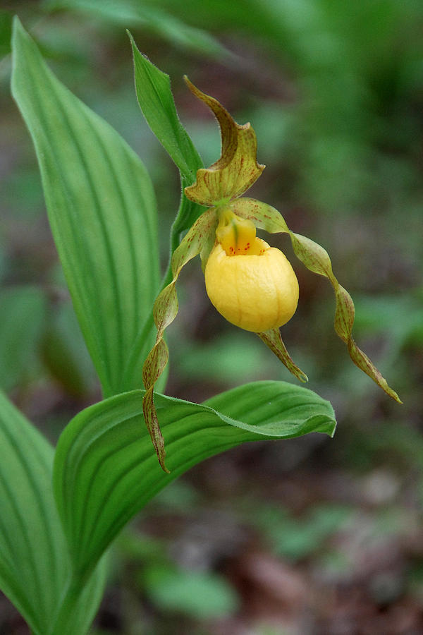 Orchid Photograph - Yellow Lady Slipper by Alan Lenk