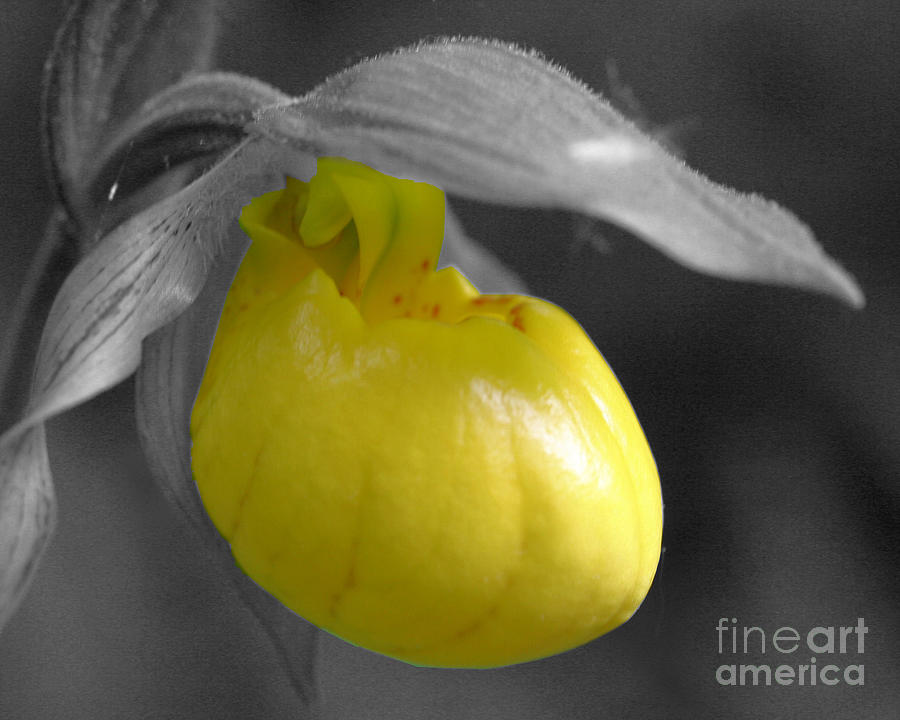 Yellow Lady Slipper Partial Photograph by Smilin Eyes Treasures