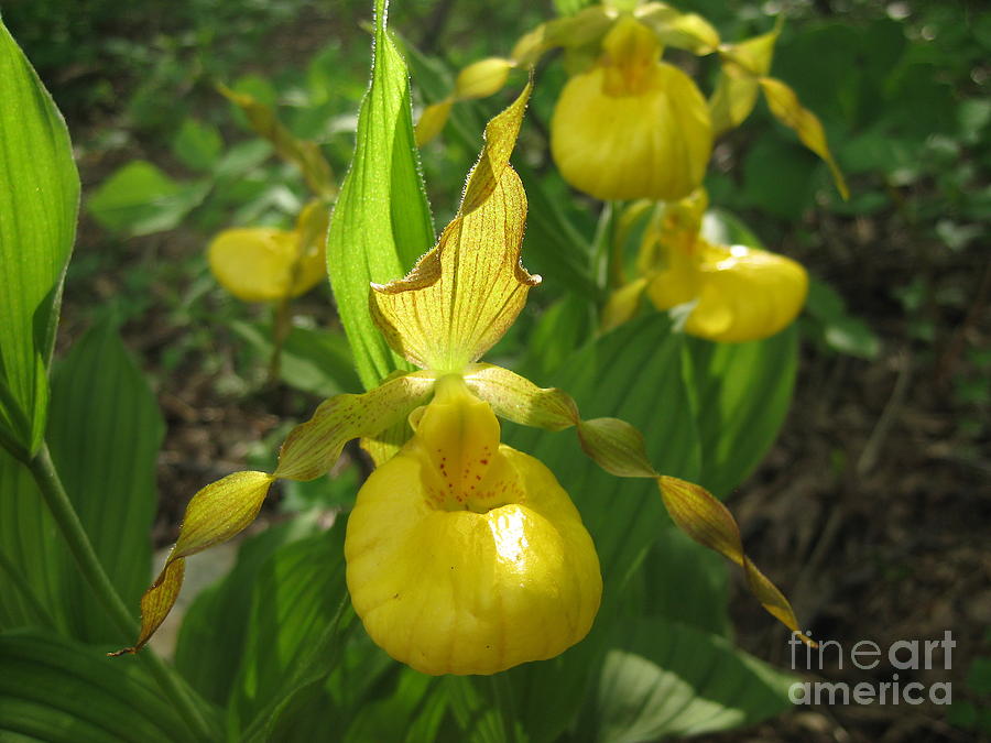Lady Slippers Photograph - Yellow Lady Slippers by Steve Gass Lady Slippers Photograph - Yellow Lady Slippers by Steve Gass