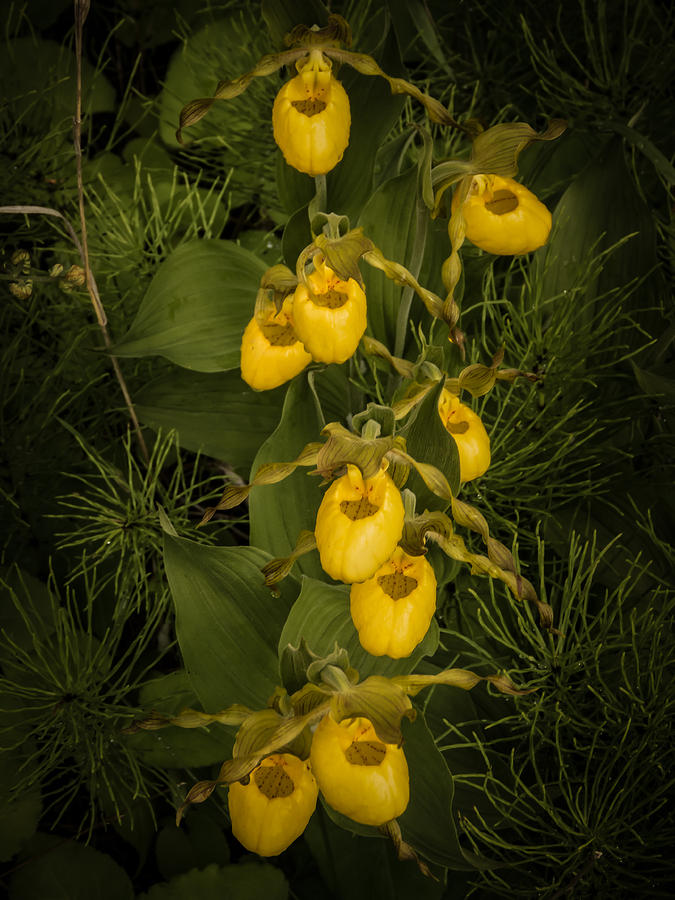 Yellow Lady Slippers Photograph by Terry Ann Morris