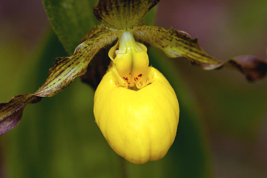 Yellow Ladys Slipper 3 Photograph by Jack R Perry