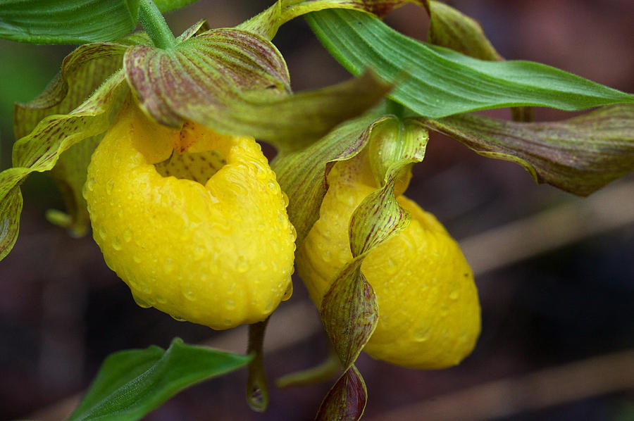 Yellow Ladys Slipper Photograph by Jack R Perry
