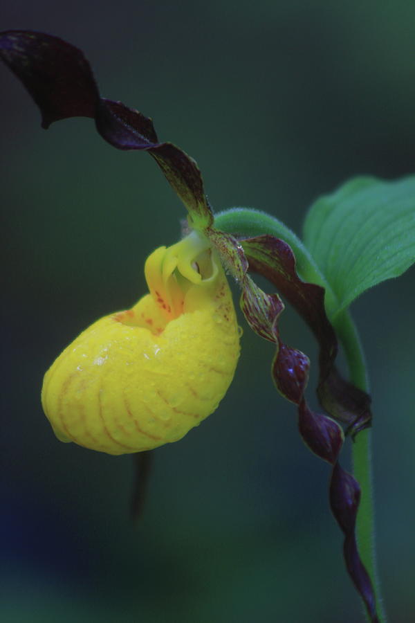 Yellow Ladys Slipper Orchid Photograph by John Burk