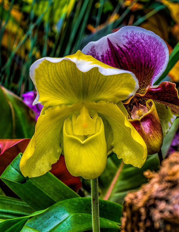 Yellow Ladyslipper Photograph by Nick Zelinsky Jr