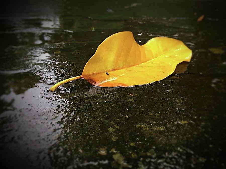 Yellow Leaf after the rain Photograph by Liliana Gravagno - Fine Art ...