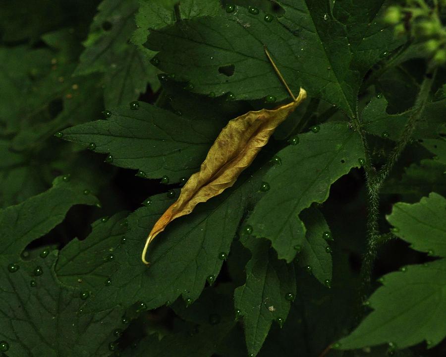 Yellow Leaf Among the Dew Drops Photograph by Charles Lucas