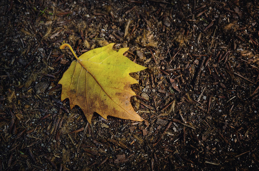 Yellow Leaf Photograph by Carlos Caetano