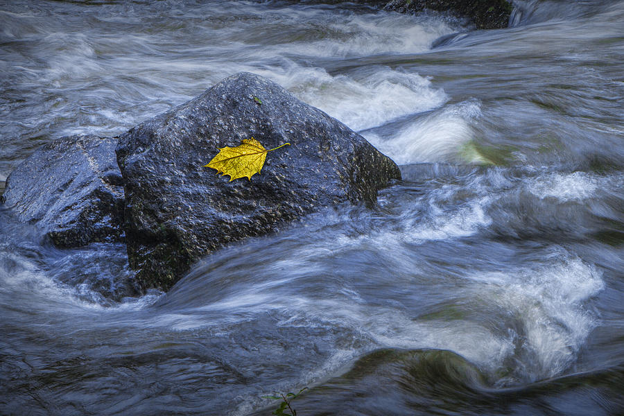 Yellow Leaf caught on a Rock Photograph by Randall Nyhof