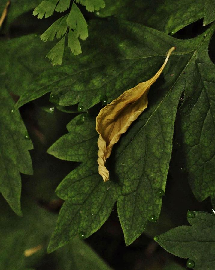 Yellow Leaf in the Morning Photograph by Charles Lucas