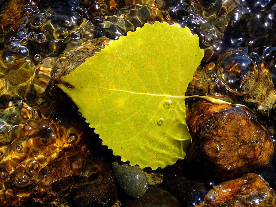 Yellow leaf in the water Photograph by Lilia S