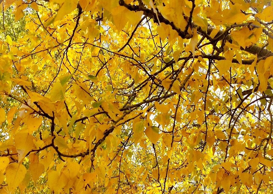 Yellow Leaf Photograph by Jennifer Lake