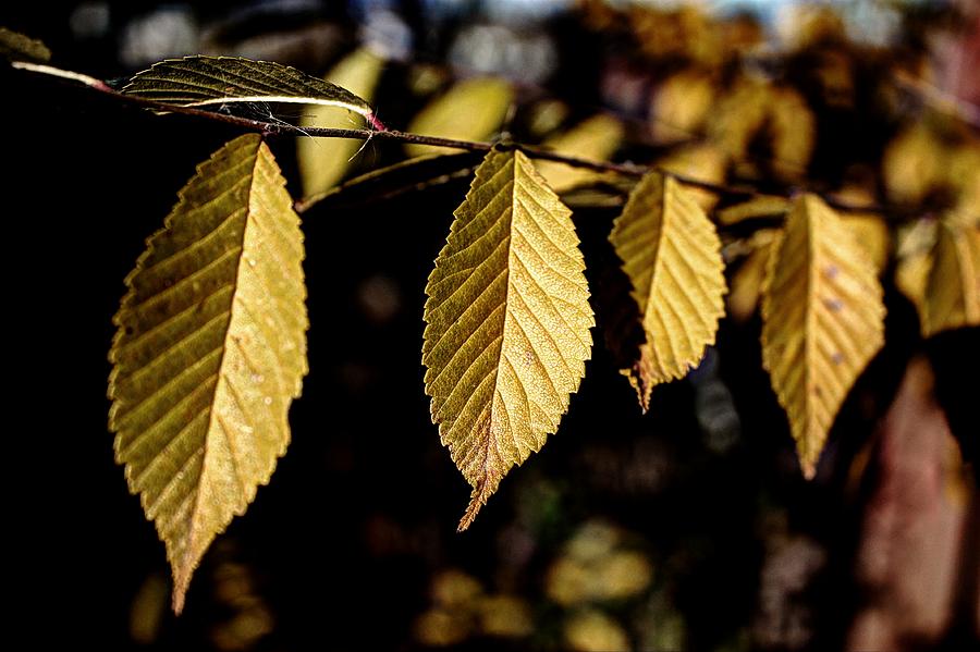 Yellow leaf line Photograph by David Matthews