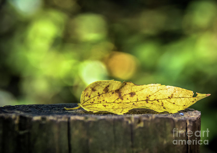 Nature Photograph - Yellow Leaf by Lisa L Silva