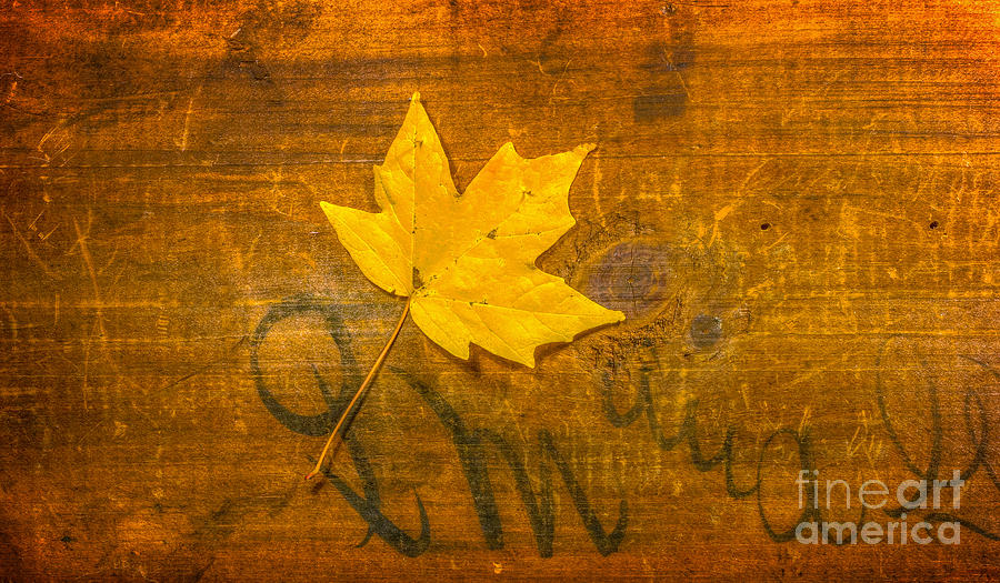 Yellow Leaf on Wood Still Life Photograph by Randy Steele