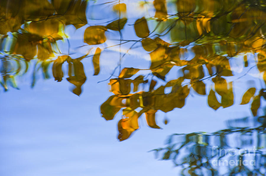 Abstract Photograph - Yellow Leaf Reflections by Bill Brennan - Printscapes