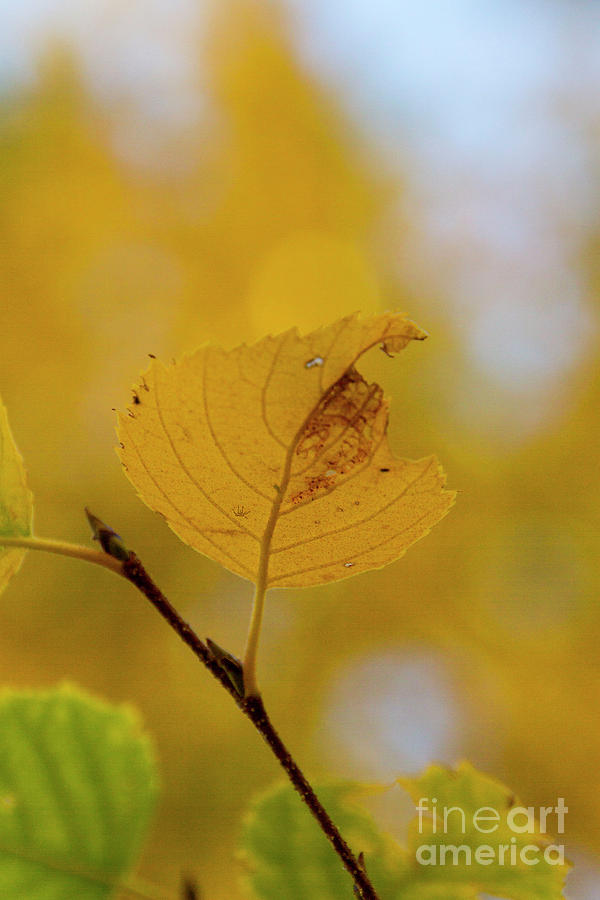 Yellow Leaf Photograph by Steve Triplett