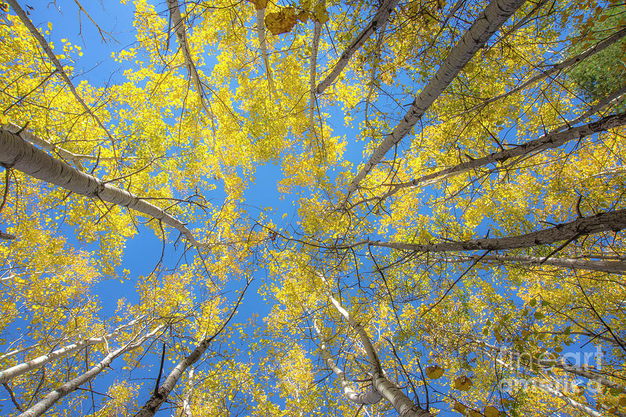 Yellow Leaves Photograph