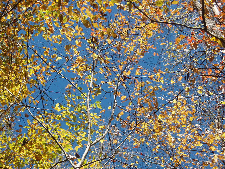 Yellow Leaves Blue Sky Photograph by Allen Nice-Webb