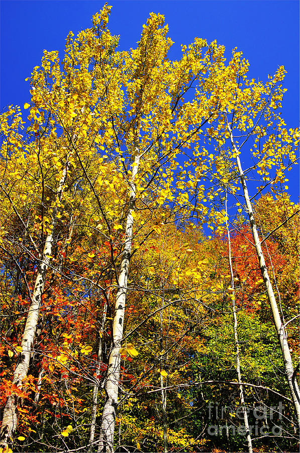 Summit Lake Photograph - Yellow Leaves Blue Sky by Thomas R Fletcher