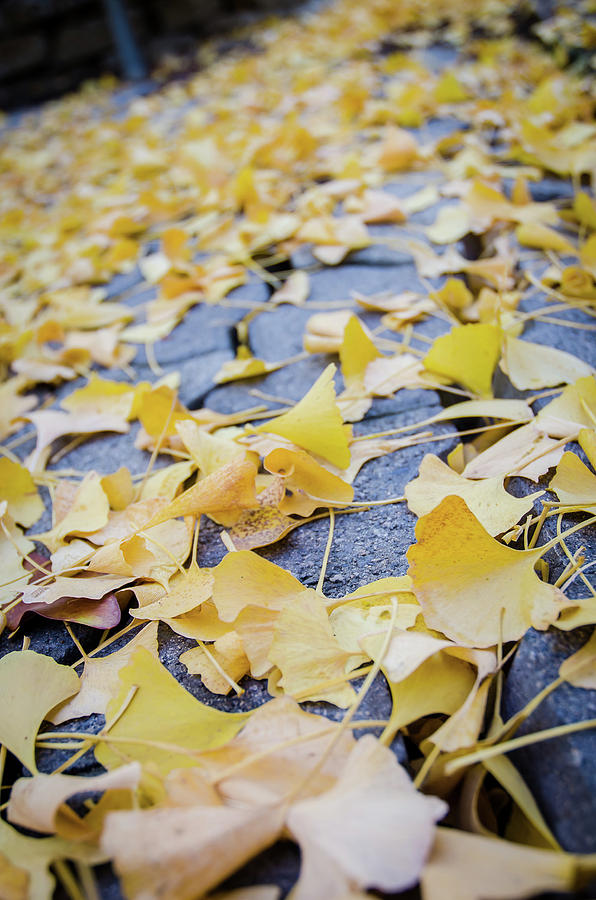 Los Angeles Photograph - Yellow Leaves by Derek Jeffries