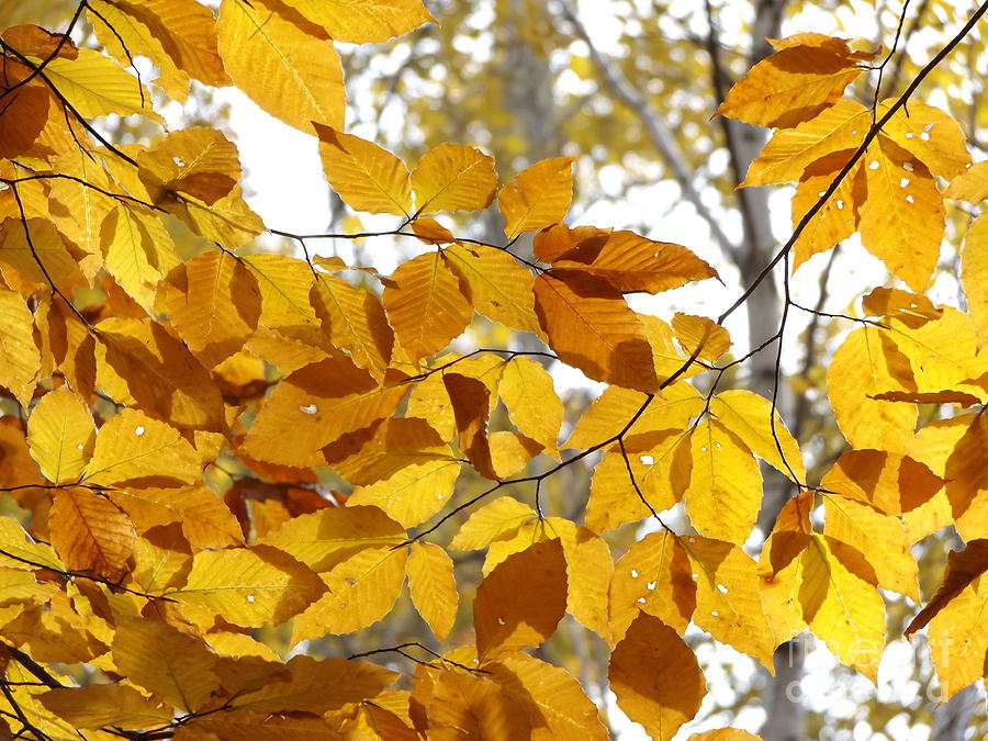 Yellow Leaves Photograph by Erick Schmidt