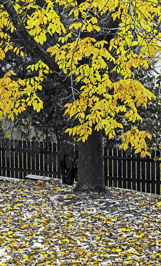 Yellow Leaves Photograph by Ira Marcus