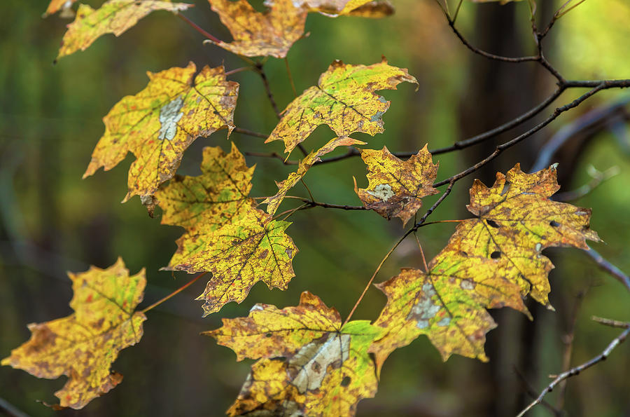 Yellow Leaves Photograph by Jonathan Nguyen