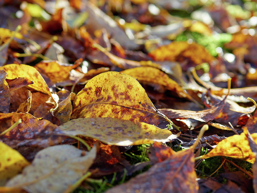 Yellow leaves Photograph by Jouko Lehto